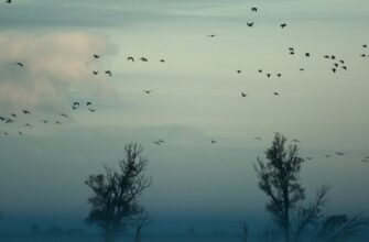 Самые интересные факты о птицах: удивительные открытия и тайны птичьего мира