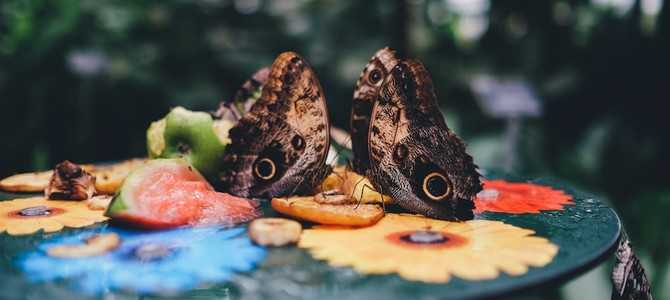 Бабочки: 50 самых увлекательных фактов