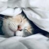 Кошки: 50 увлекательных фактов
