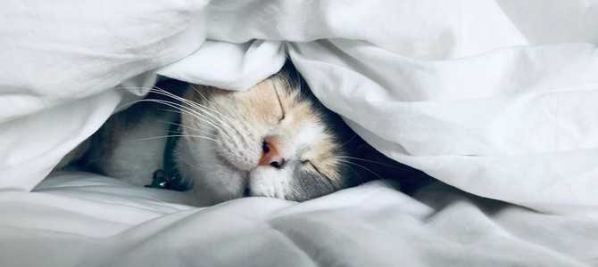 Кошки: 50 увлекательных фактов