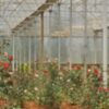 Николай Гоголь: 20 самых удивительных фактов, о которых вы не знали