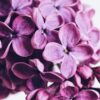 ОАЭ: 10 удивительных фактов, о которых вы не знали