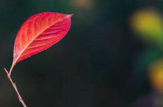 Самые интересные факты о Ломоносове: удивительные открытия и тайны жизни