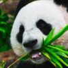 Панда интересные факты: 25 удивительных историй о великих пандах