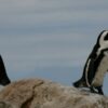 Пингвины интересные факты: 20 удивительных и необычных сведений