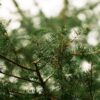 Интересные факты про Петра Великого: редкие события и странные обычаи