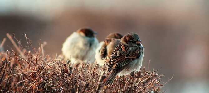 Естественные враги