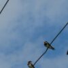 Интересные факты о ласточках: удивительные особенности жизни птицы