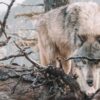 Волк интересные факты: 35 невероятных сведений о жизни