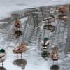 20 удивительных фактов о Саратове: от истории до достопримечательностей